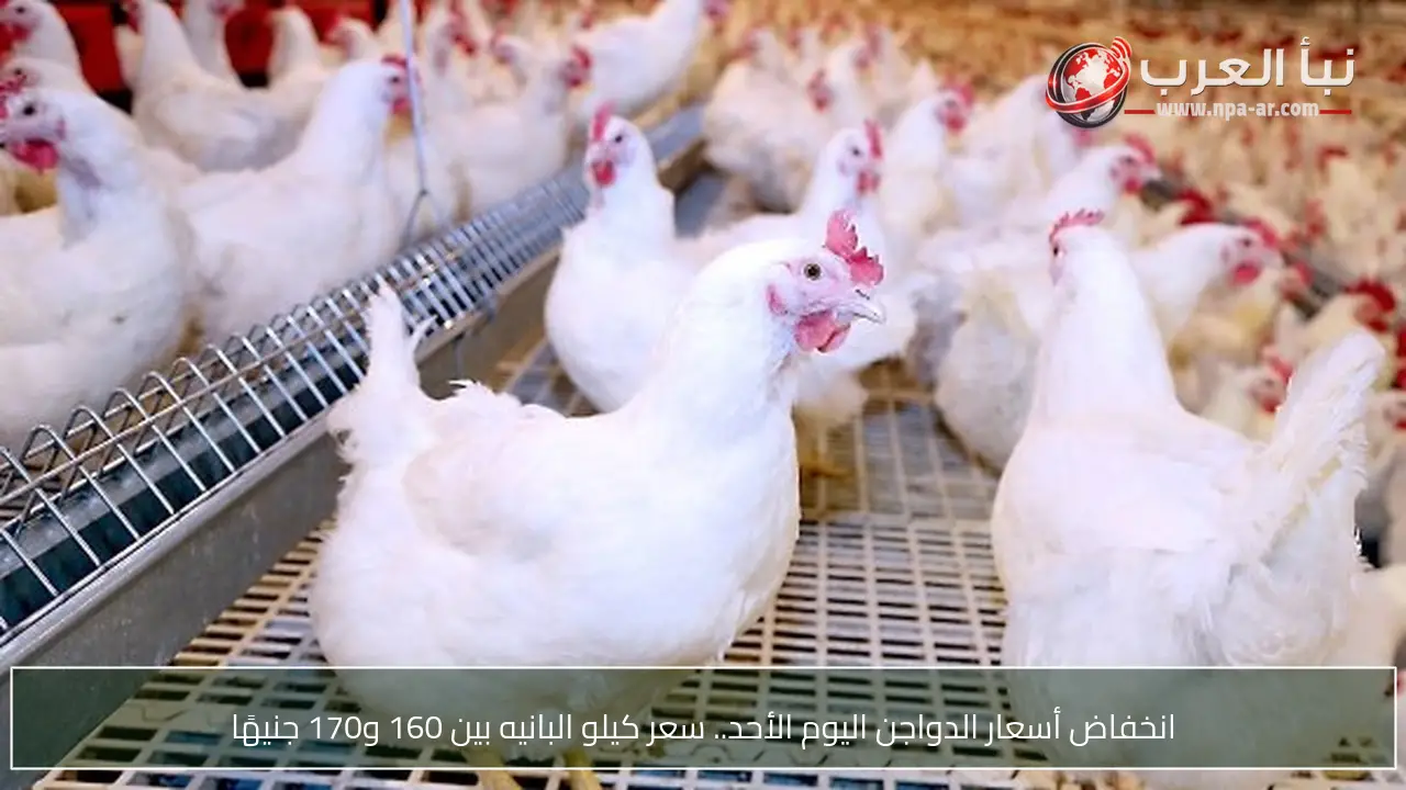 انخفاض أسعار الدواجن اليوم الأحد.. سعر كيلو البانيه بين 160 و170 جنيهًا