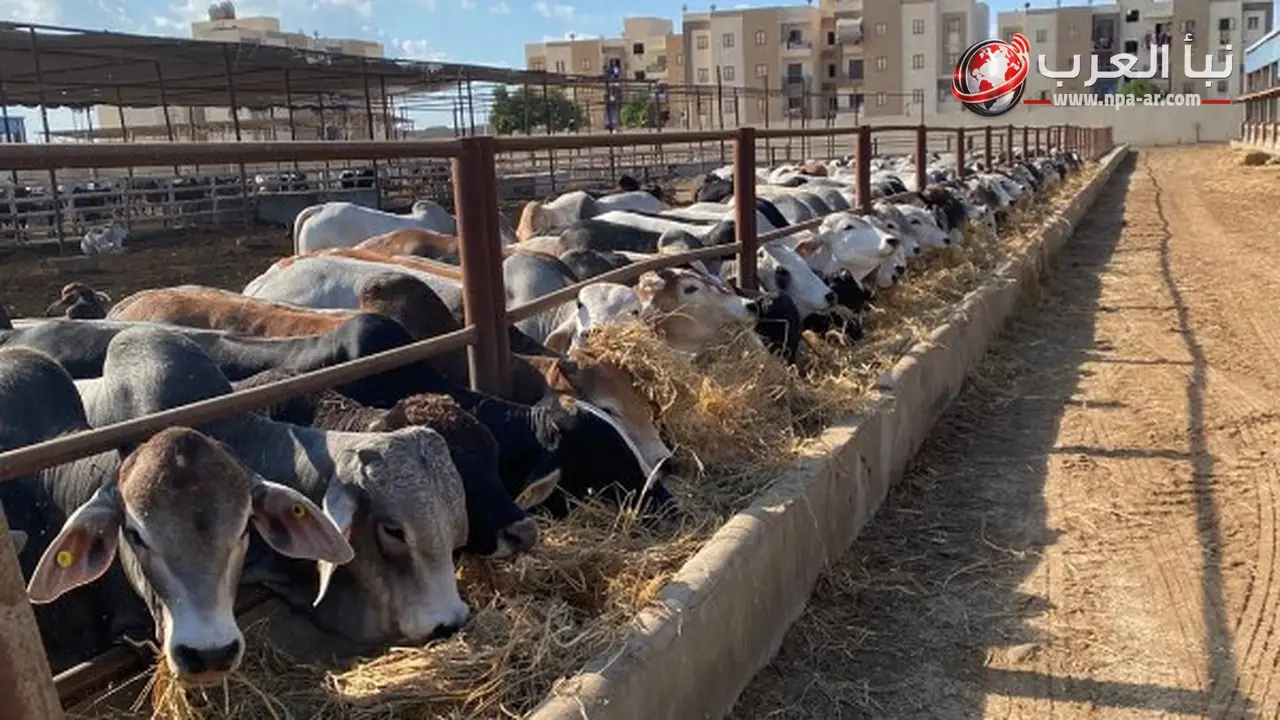 مشروع البتلو يرفع الاكتفاء الذاتي من اللحوم الحمراء إلى أكثر من 60%