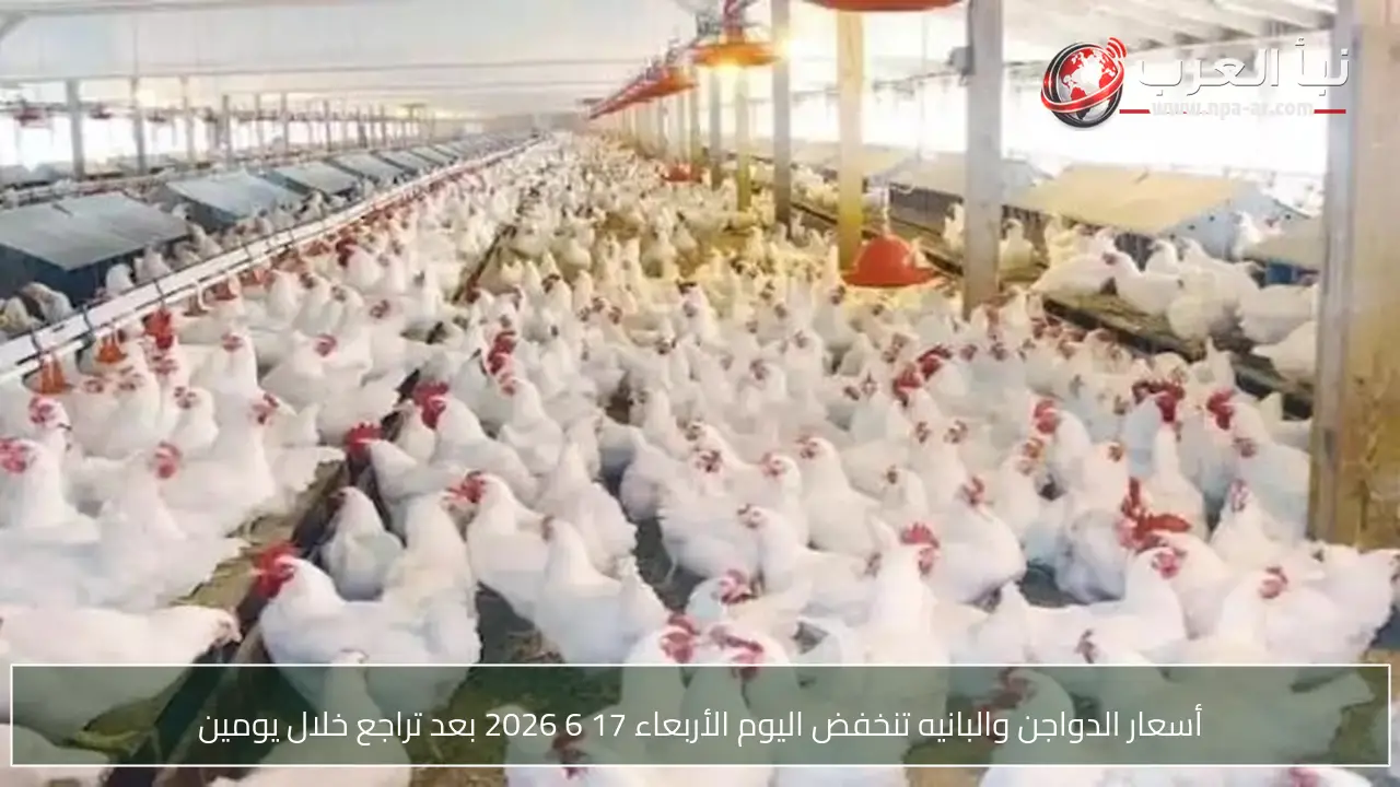 أسعار الدواجن والبانيه تنخفض اليوم الأربعاء 17 6 2026 بعد تراجع خلال يومين