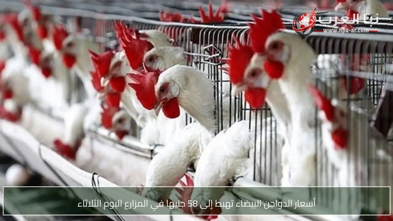 أسعار الدواجن البيضاء تهبط إلى 58 جنيها في المزارع اليوم الثلاثاء