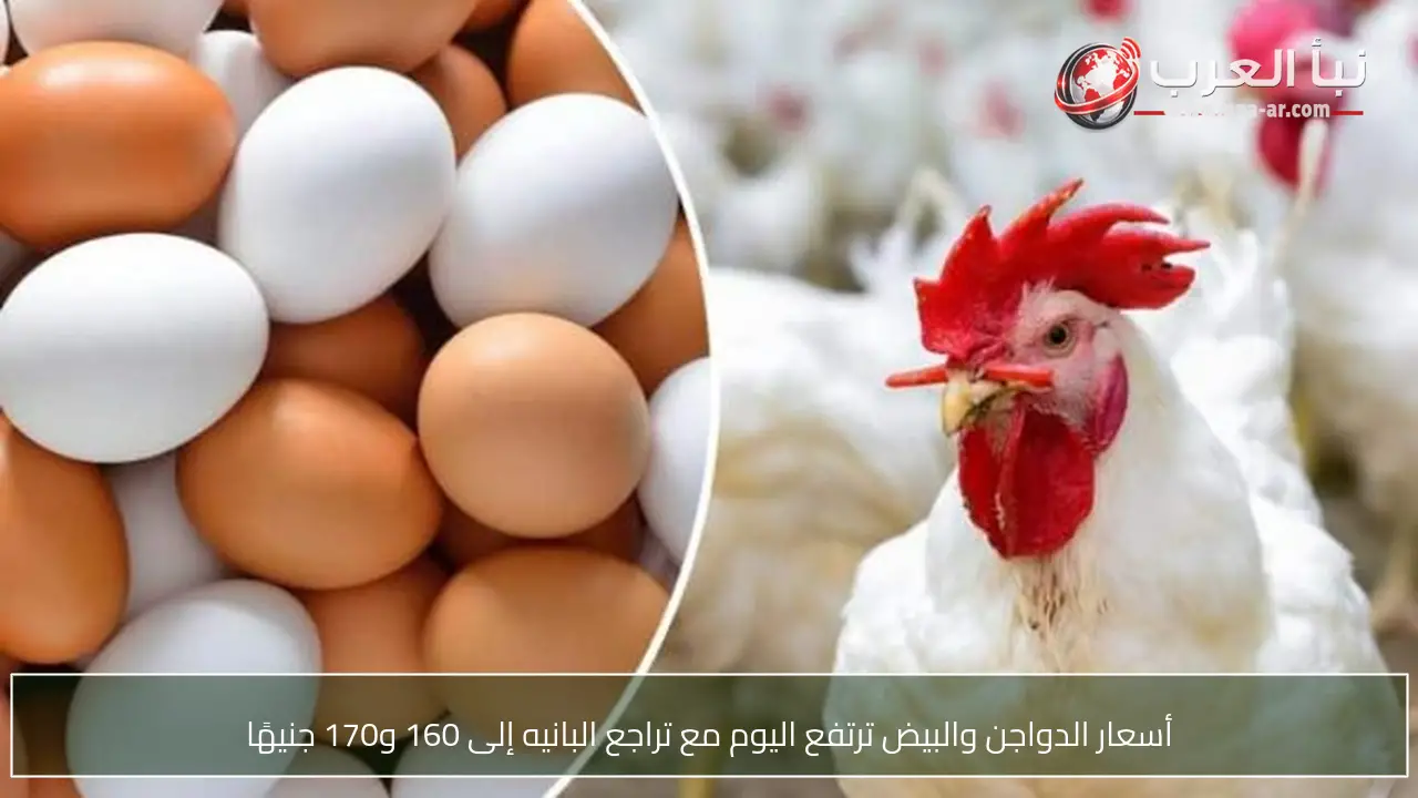 أسعار الدواجن والبيض ترتفع اليوم مع تراجع البانيه إلى 160 و170 جنيهًا