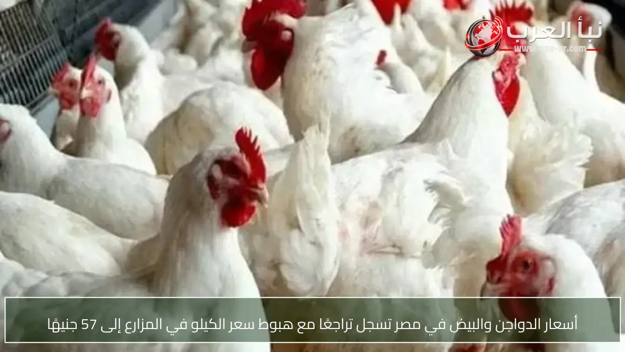أسعار الدواجن والبيض في مصر تسجل تراجعًا مع هبوط سعر الكيلو في المزارع إلى 57 جنيهًا