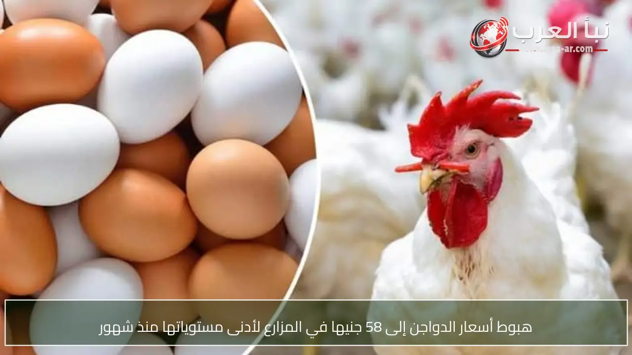 هبوط أسعار الدواجن إلى 58 جنيها في المزارع لأدنى مستوياتها منذ شهور