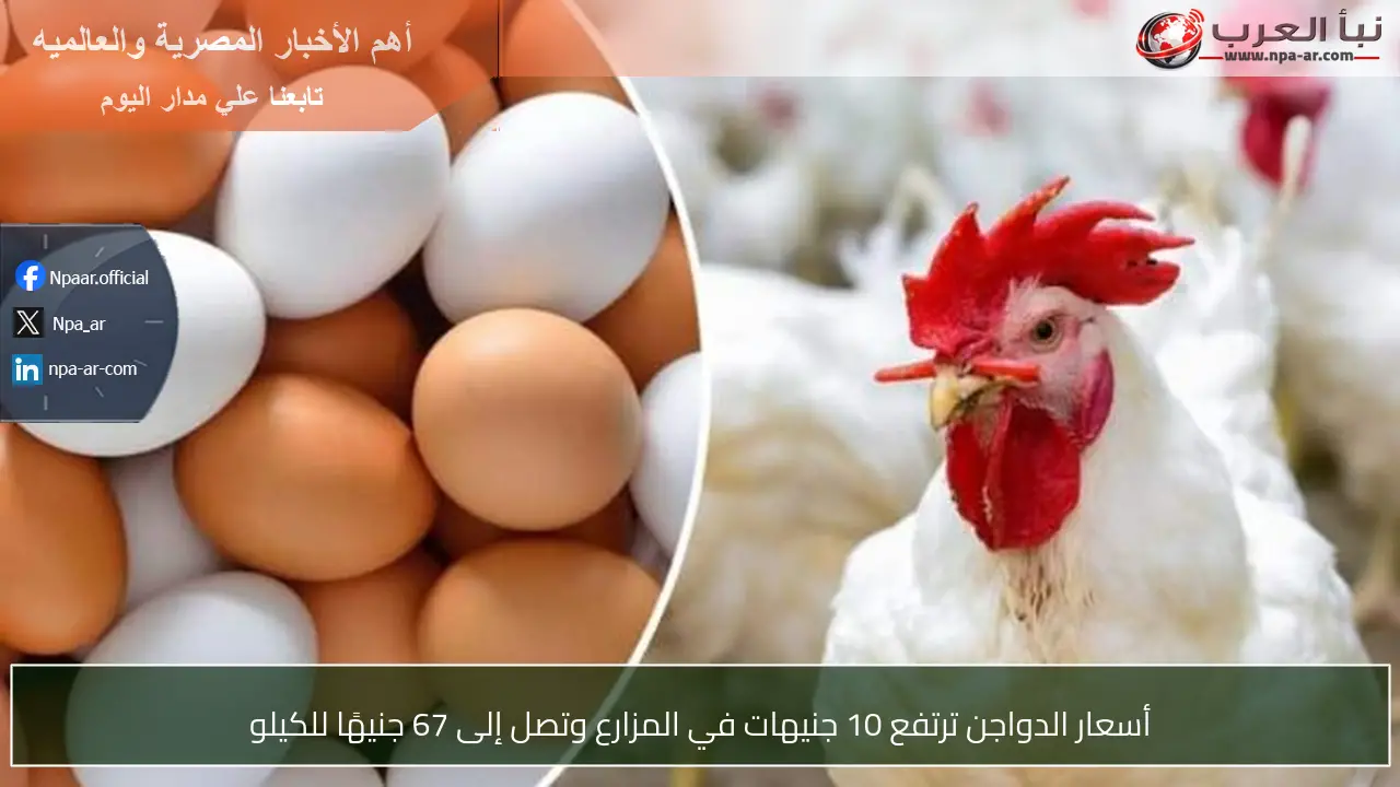 أسعار الدواجن ترتفع 10 جنيهات في المزارع وتصل إلى 67 جنيهًا للكيلو