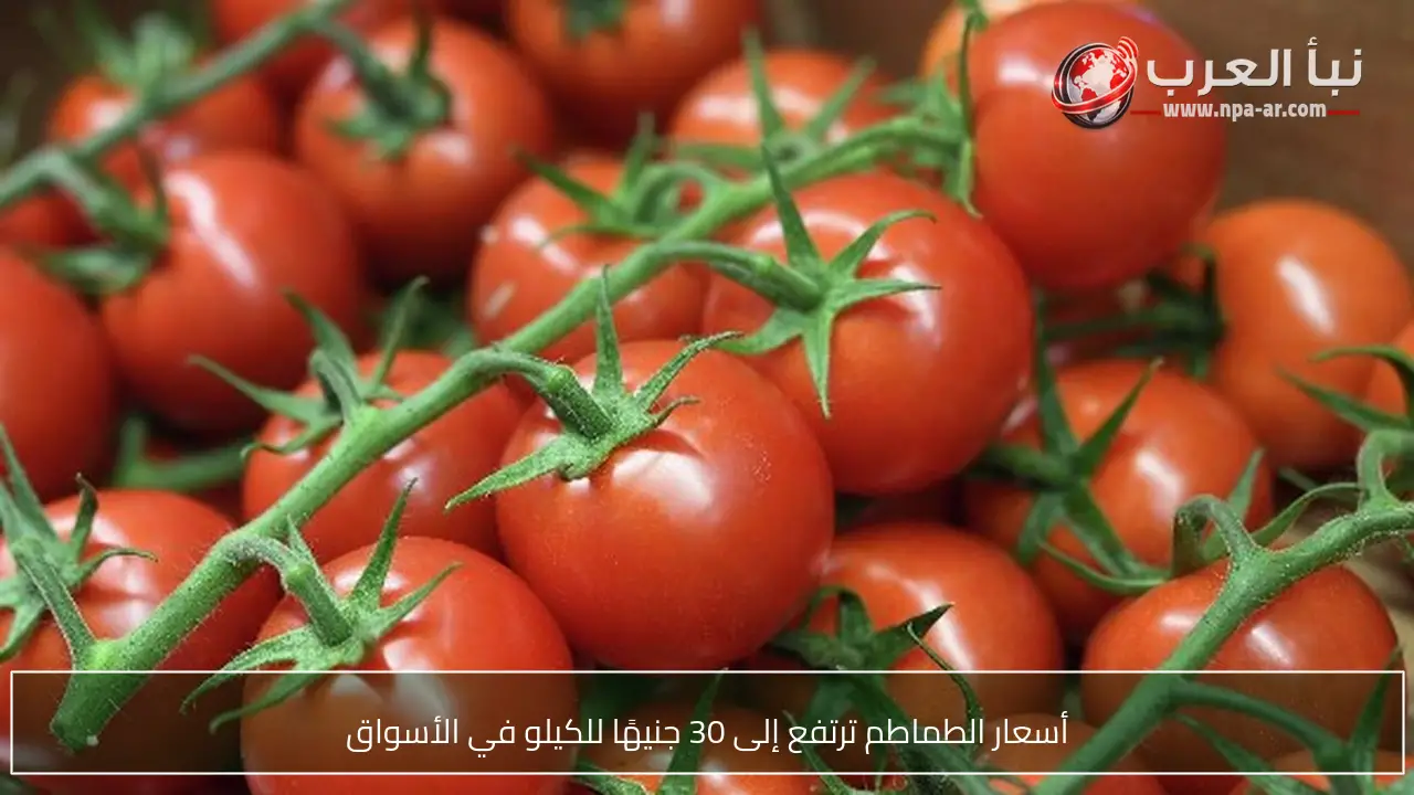 أسعار الطماطم ترتفع إلى 30 جنيهًا للكيلو في الأسواق