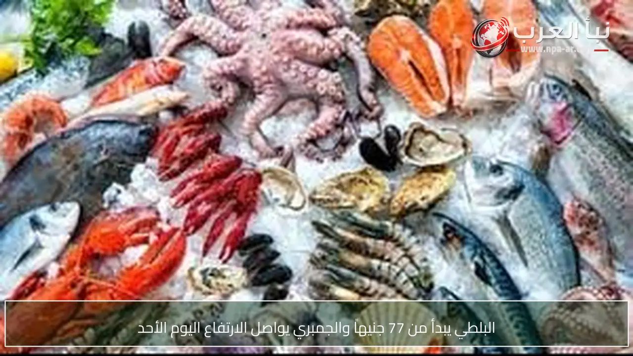 البلطي يبدأ من 77 جنيهاً والجمبري يواصل الارتفاع اليوم الأحد