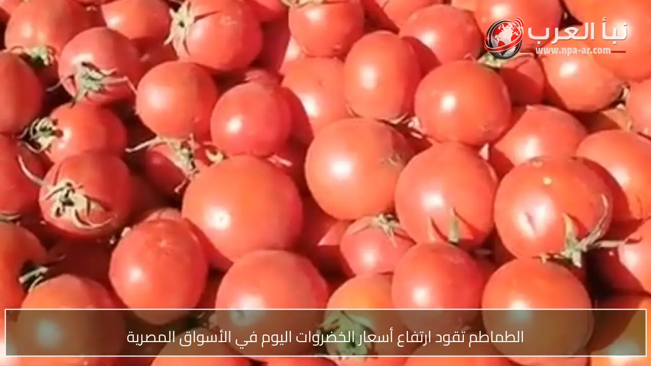 الطماطم تقود ارتفاع أسعار الخضروات اليوم في الأسواق المصرية