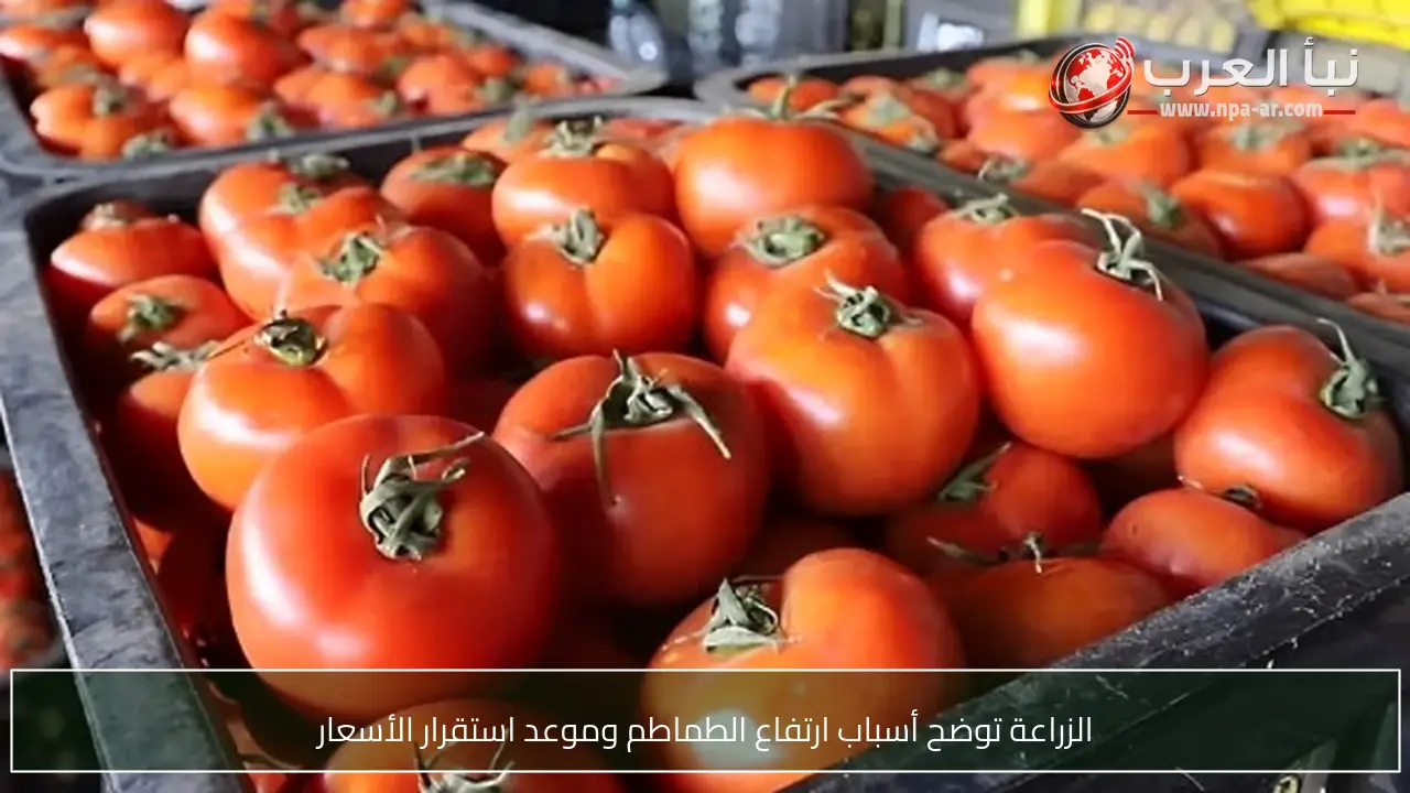 الزراعة توضح أسباب ارتفاع الطماطم وموعد استقرار الأسعار