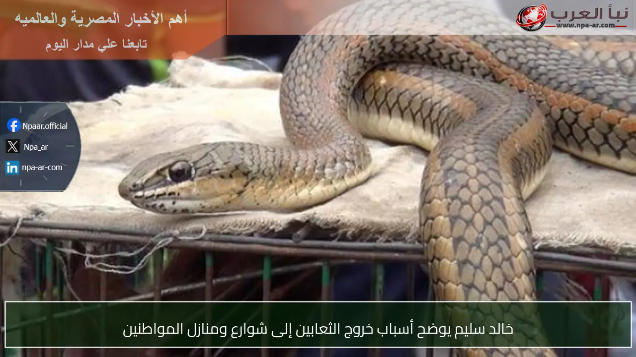 خالد سليم يوضح أسباب خروج الثعابين إلى شوارع ومنازل المواطنين