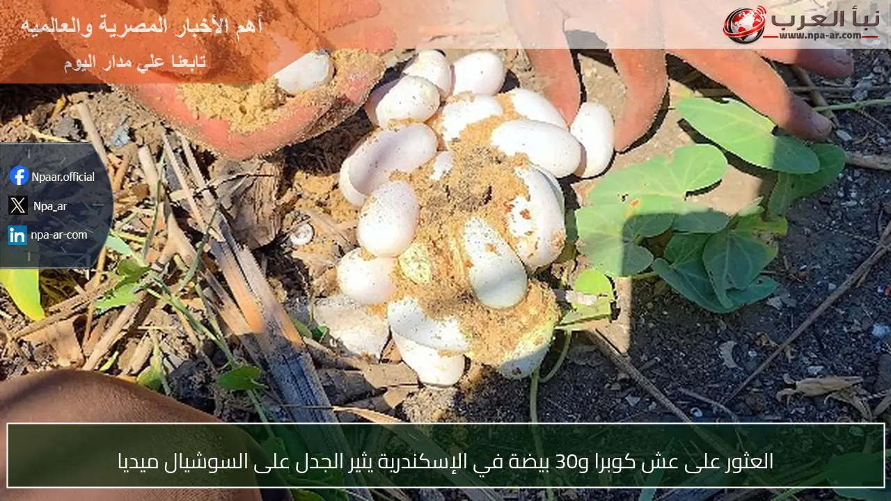العثور على عش كوبرا و30 بيضة في الإسكندرية يثير الجدل على السوشيال ميديا