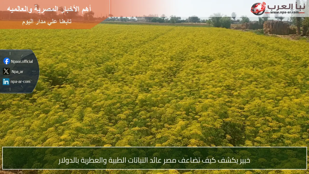 خبير يكشف كيف تضاعف مصر عائد النباتات الطبية والعطرية بالدولار
