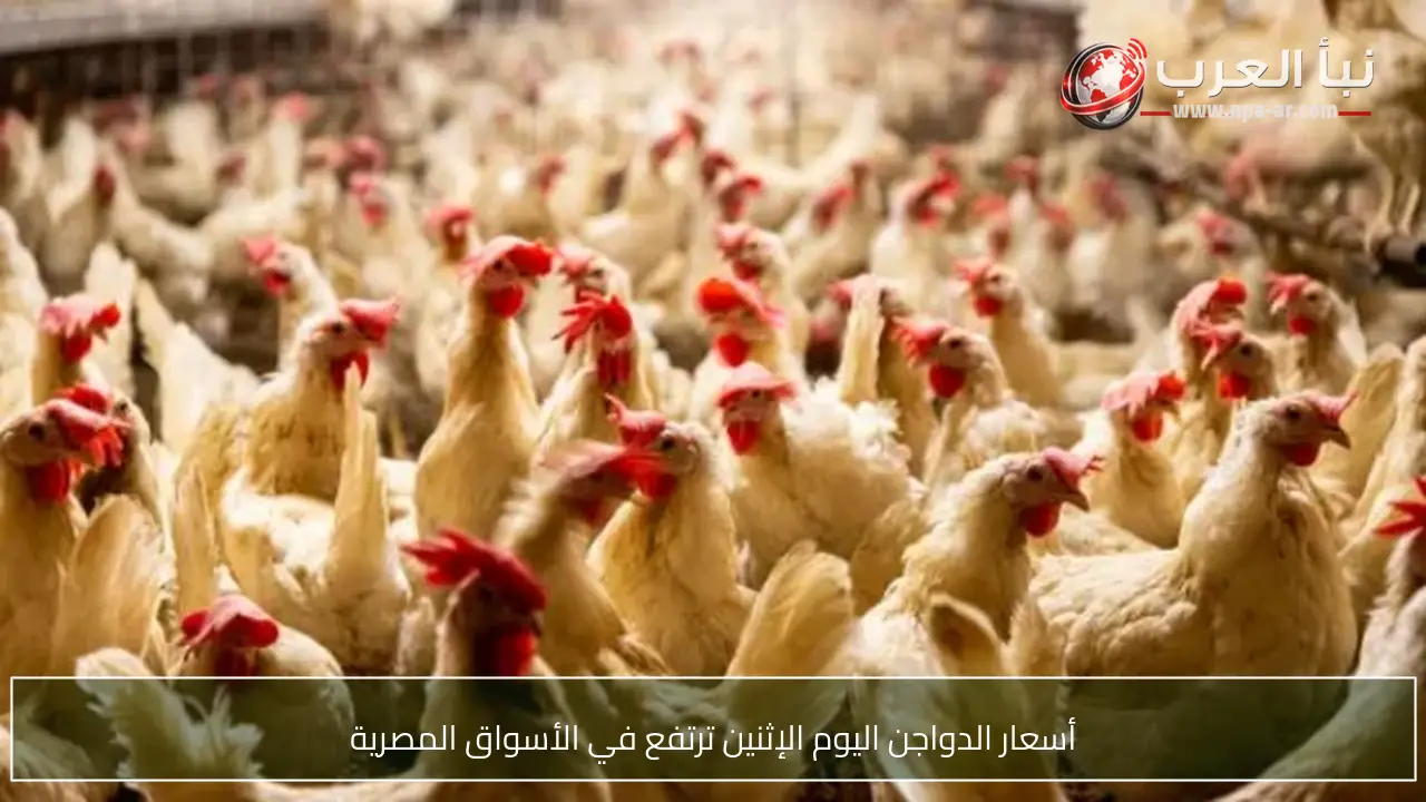 أسعار الدواجن اليوم الإثنين ترتفع في الأسواق المصرية