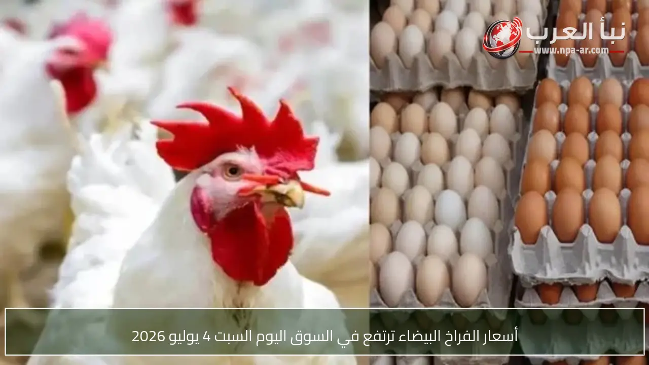 أسعار الفراخ البيضاء ترتفع في السوق اليوم السبت 4 يوليو 2026