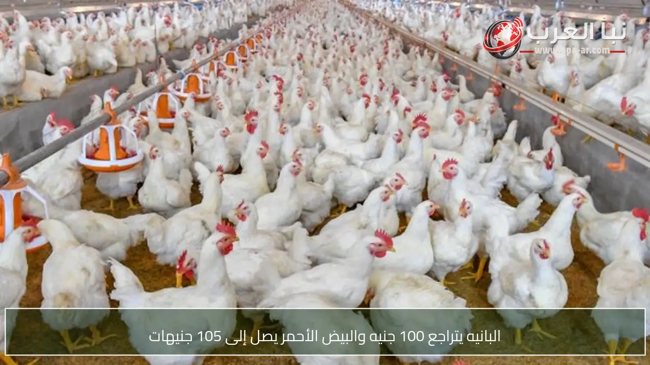 البانيه يتراجع 100 جنيه والبيض الأحمر يصل إلى 105 جنيهات