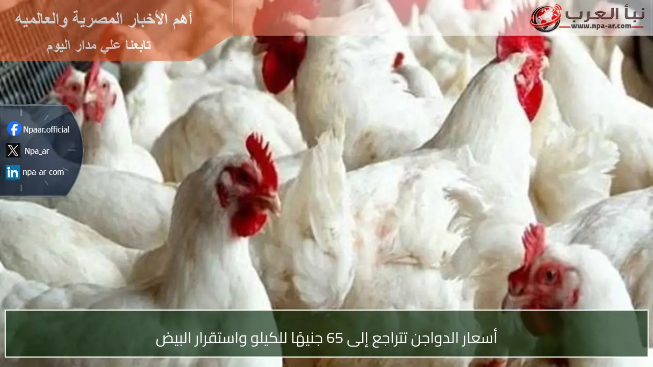 أسعار الدواجن تتراجع إلى 65 جنيهًا للكيلو واستقرار البيض