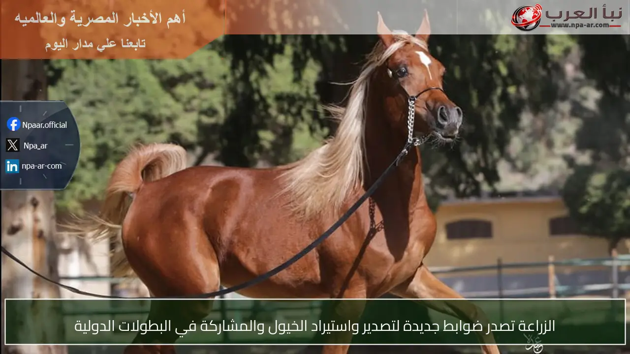 الزراعة تصدر ضوابط جديدة لتصدير واستيراد الخيول والمشاركة في البطولات الدولية