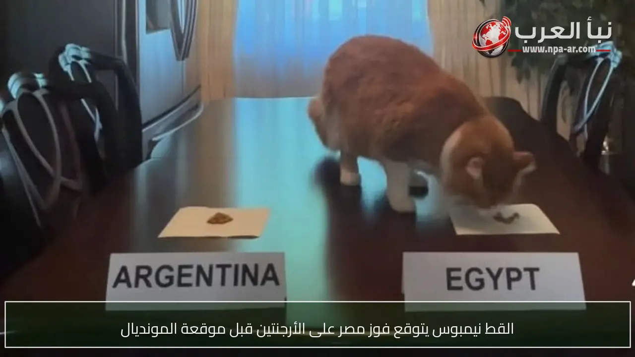 القط نيمبوس يتوقع فوز مصر على الأرجنتين قبل موقعة المونديال