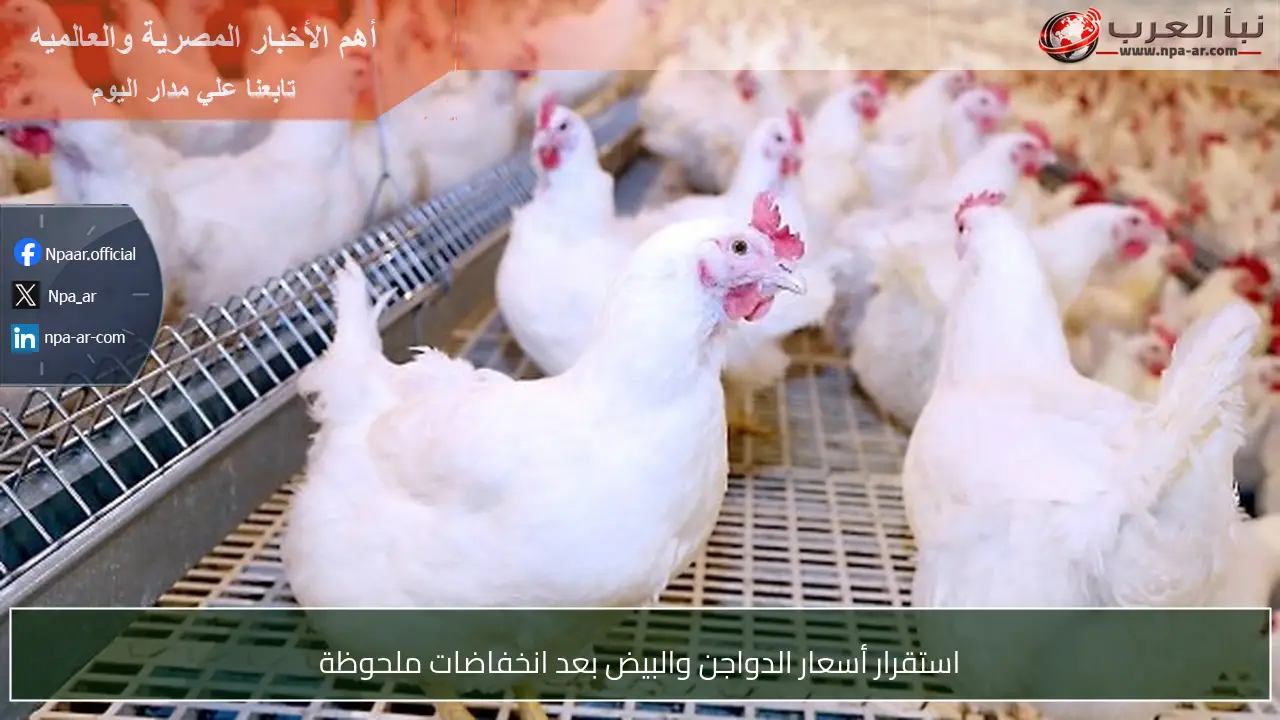 استقرار أسعار الدواجن والبيض بعد انخفاضات ملحوظة