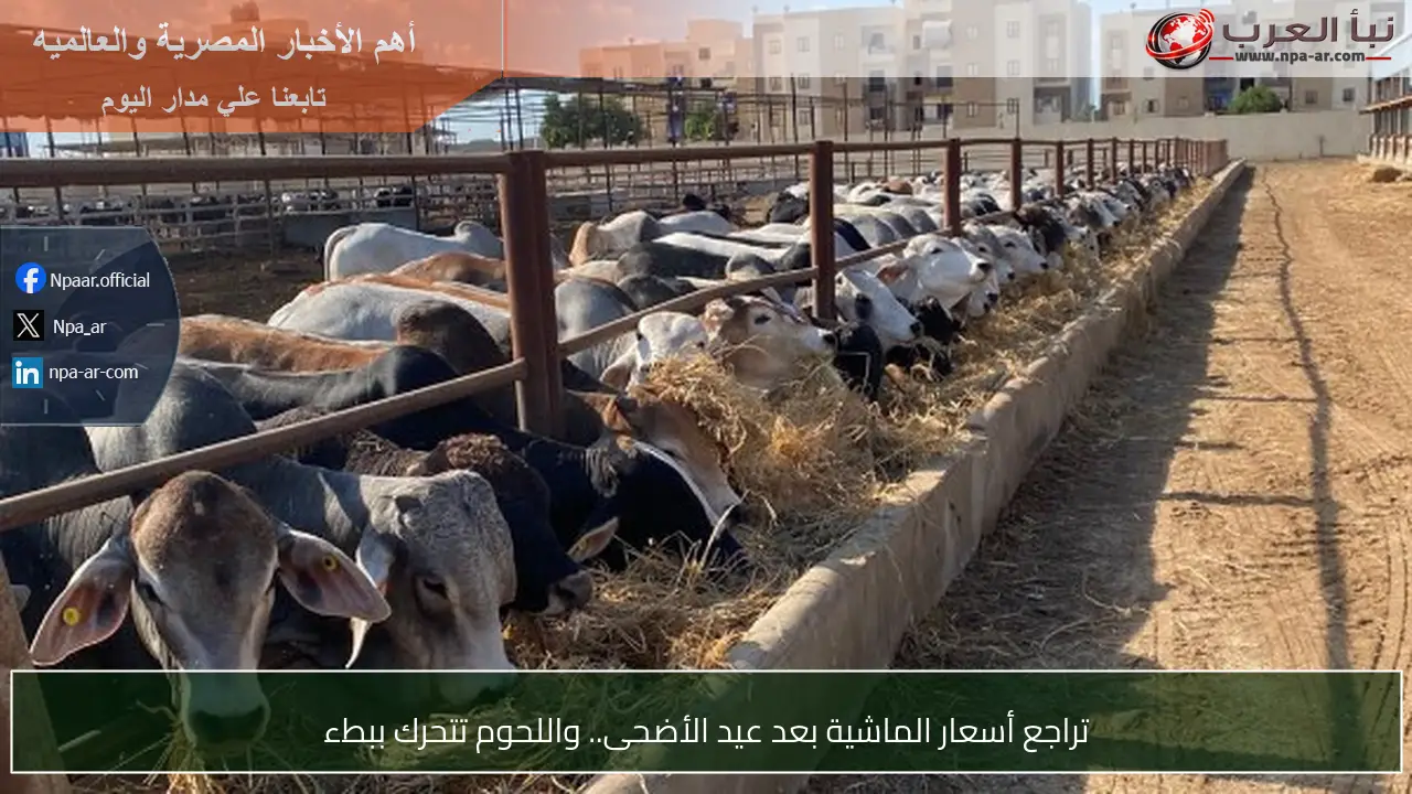 تراجع أسعار الماشية بعد عيد الأضحى.. واللحوم تتحرك ببطء