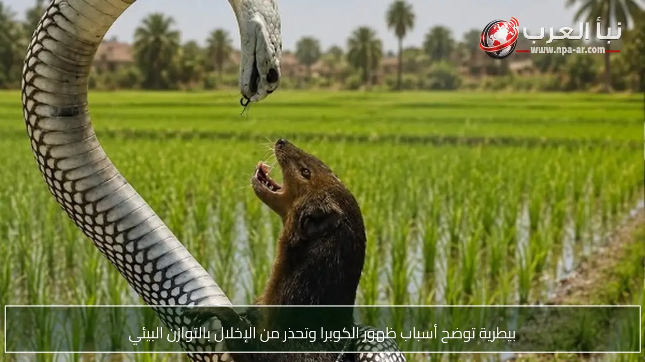 بيطرية توضح أسباب ظهور الكوبرا وتحذر من الإخلال بالتوازن البيئي