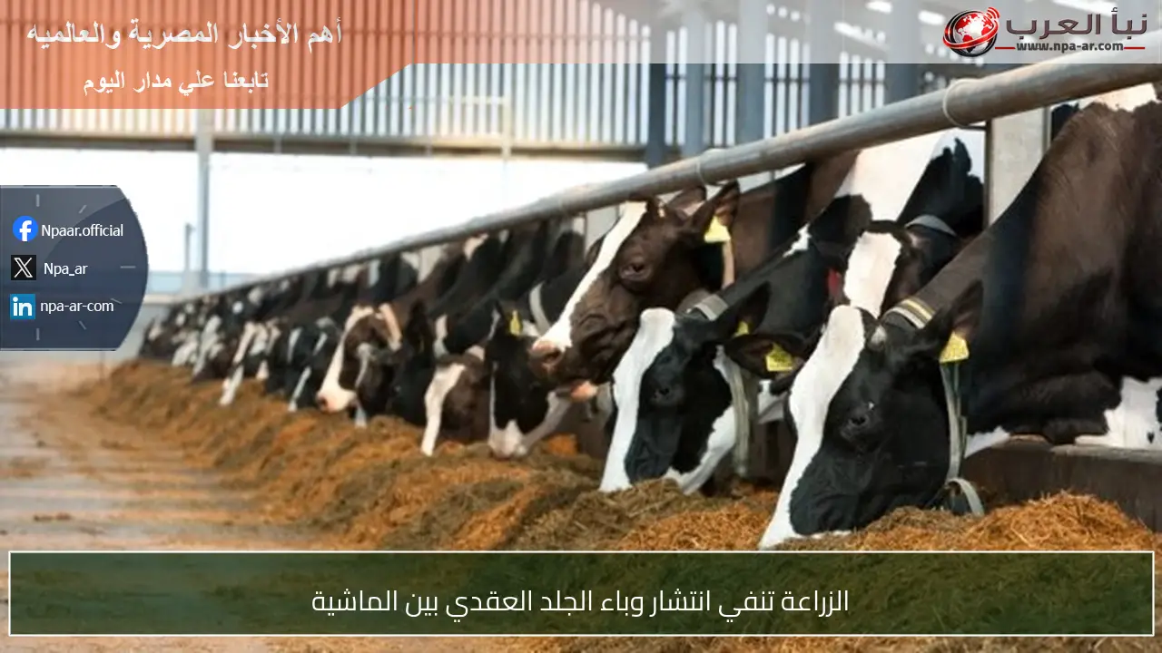 الزراعة تنفي انتشار وباء الجلد العقدي بين الماشية