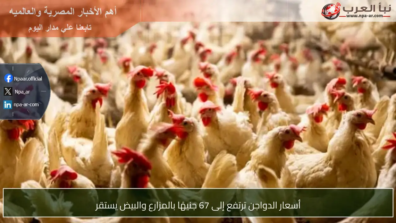 أسعار الدواجن ترتفع إلى 67 جنيهًا بالمزارع والبيض يستقر
