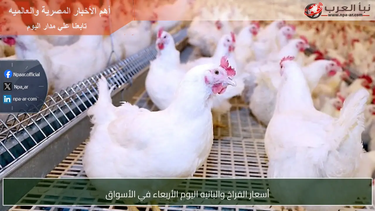 أسعار الفراخ والبانيه اليوم الأربعاء في الأسواق