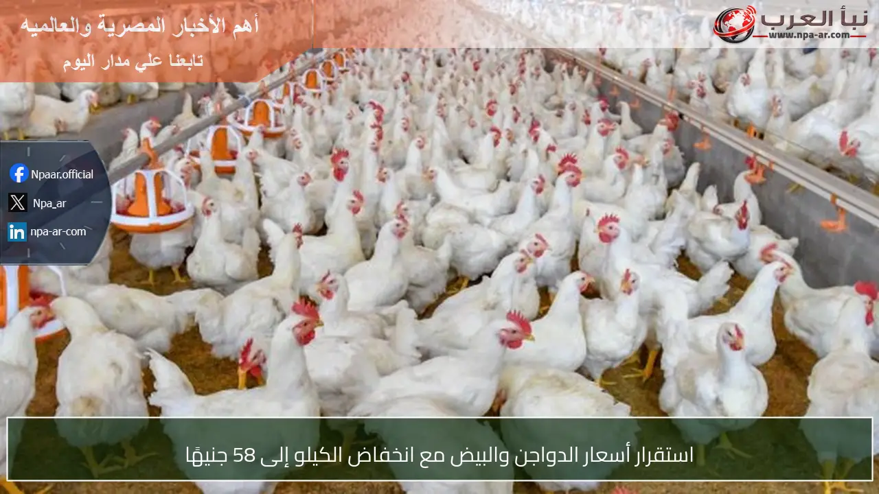 استقرار أسعار الدواجن والبيض مع انخفاض الكيلو إلى 58 جنيهًا