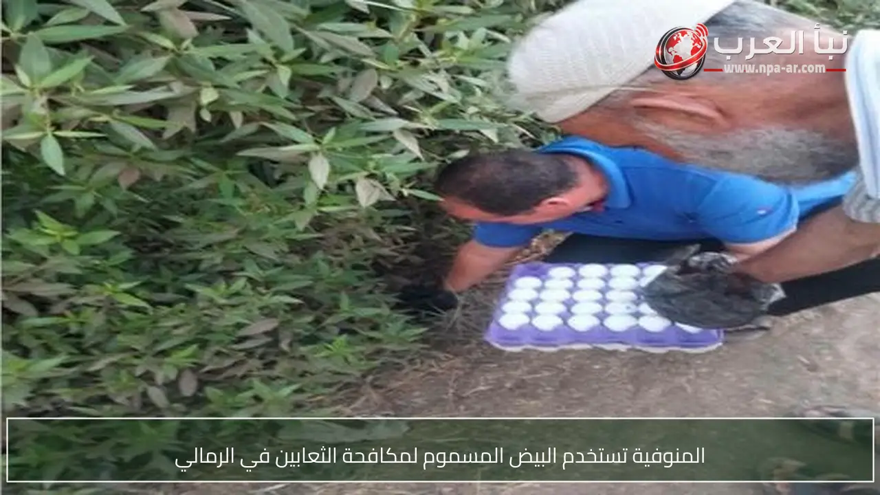 المنوفية تستخدم البيض المسموم لمكافحة الثعابين في الرمالي