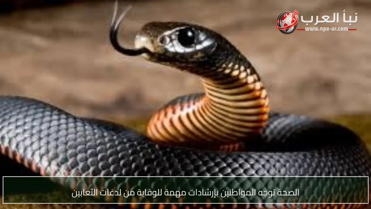 الصحة توجه المواطنين بإرشادات مهمة للوقاية من لدغات الثعابين