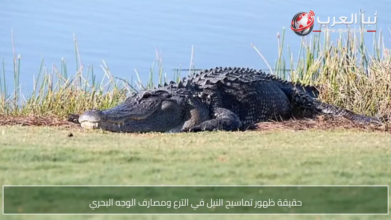 حقيقة ظهور تماسيح النيل في الترع ومصارف الوجه البحري