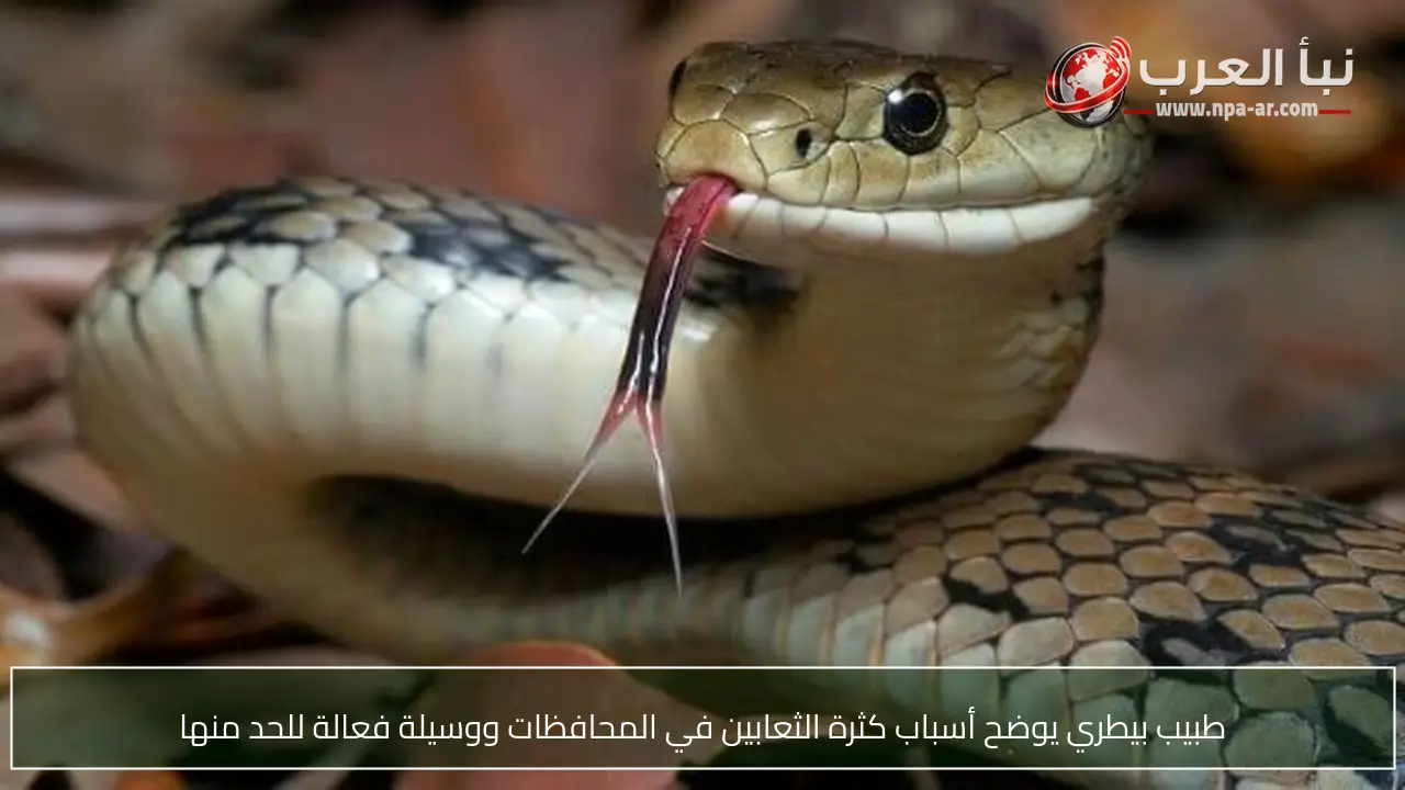 طبيب بيطري يوضح أسباب كثرة الثعابين في المحافظات ووسيلة فعالة للحد منها