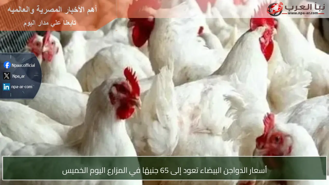 أسعار الدواجن البيضاء تعود إلى 65 جنيهًا في المزارع اليوم الخميس