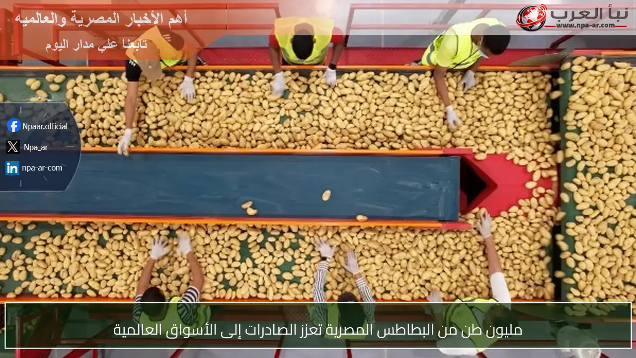 مليون طن من البطاطس المصرية تعزز الصادرات إلى الأسواق العالمية