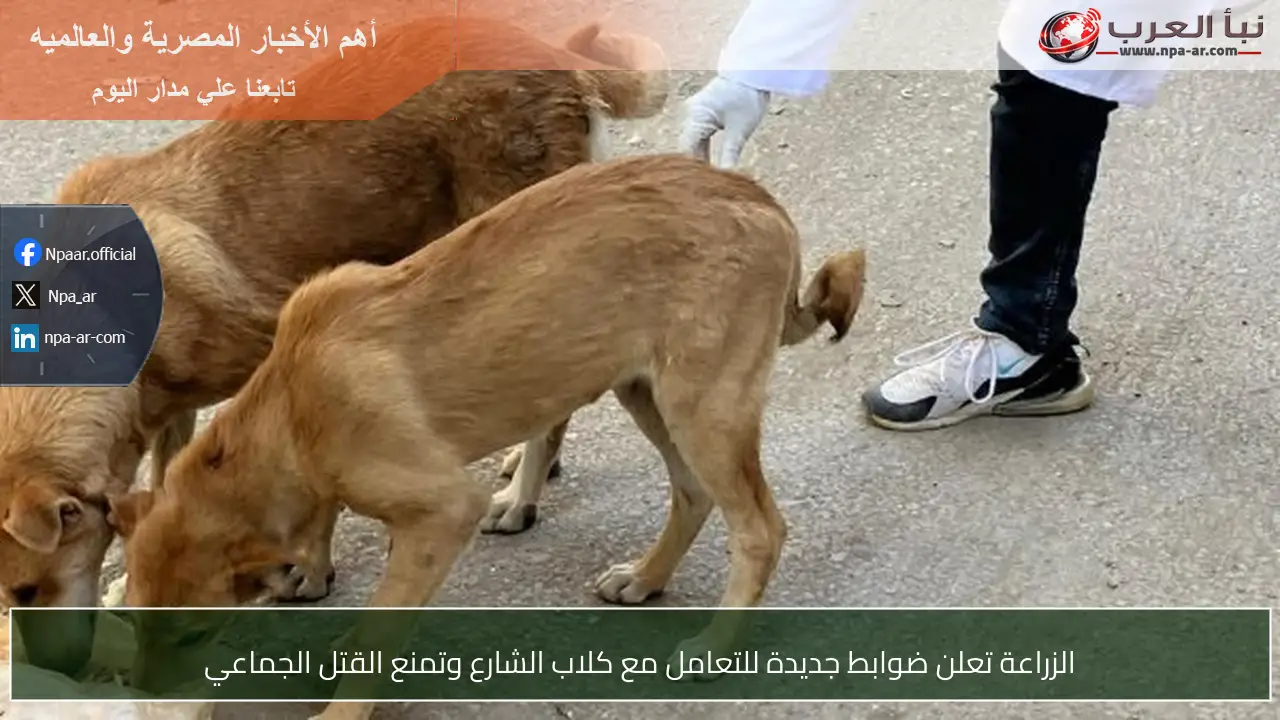 الزراعة تعلن ضوابط جديدة للتعامل مع كلاب الشارع وتمنع القتل الجماعي