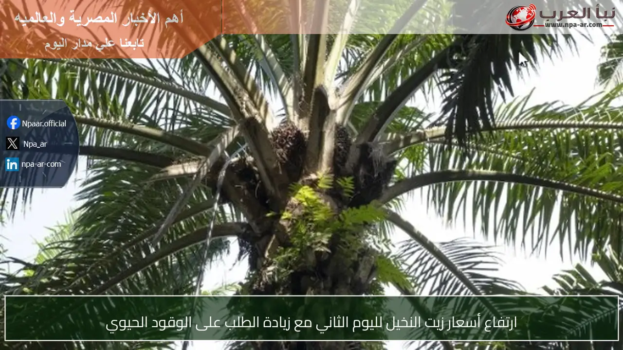 ارتفاع أسعار زيت النخيل لليوم الثاني مع زيادة الطلب على الوقود الحيوي