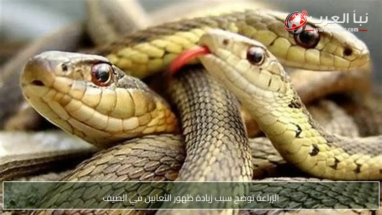 الزراعة توضح سبب زيادة ظهور الثعابين في الصيف