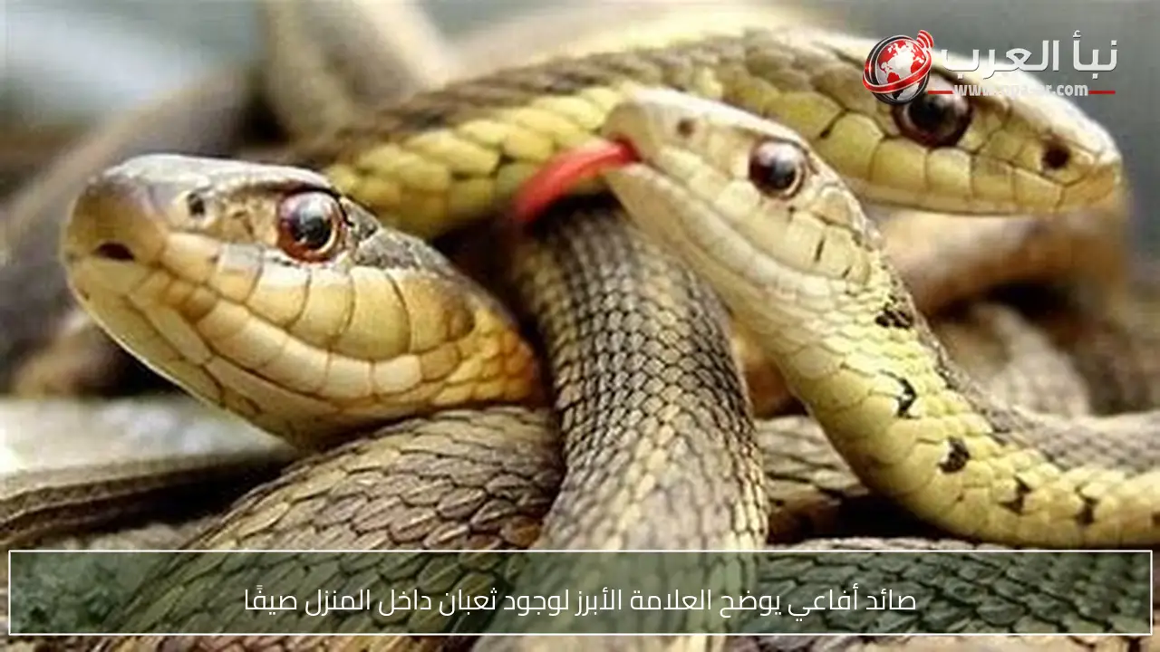 صائد أفاعي يوضح العلامة الأبرز لوجود ثعبان داخل المنزل صيفًا