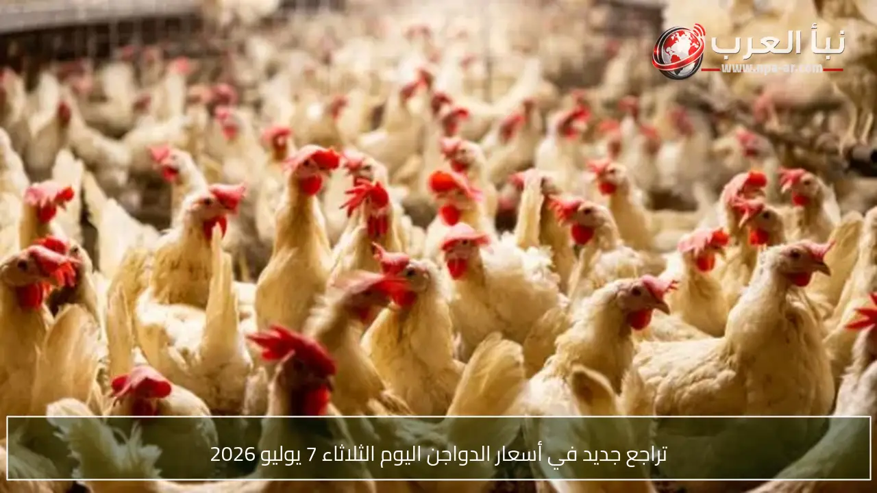 تراجع جديد في أسعار الدواجن اليوم الثلاثاء 7 يوليو 2026