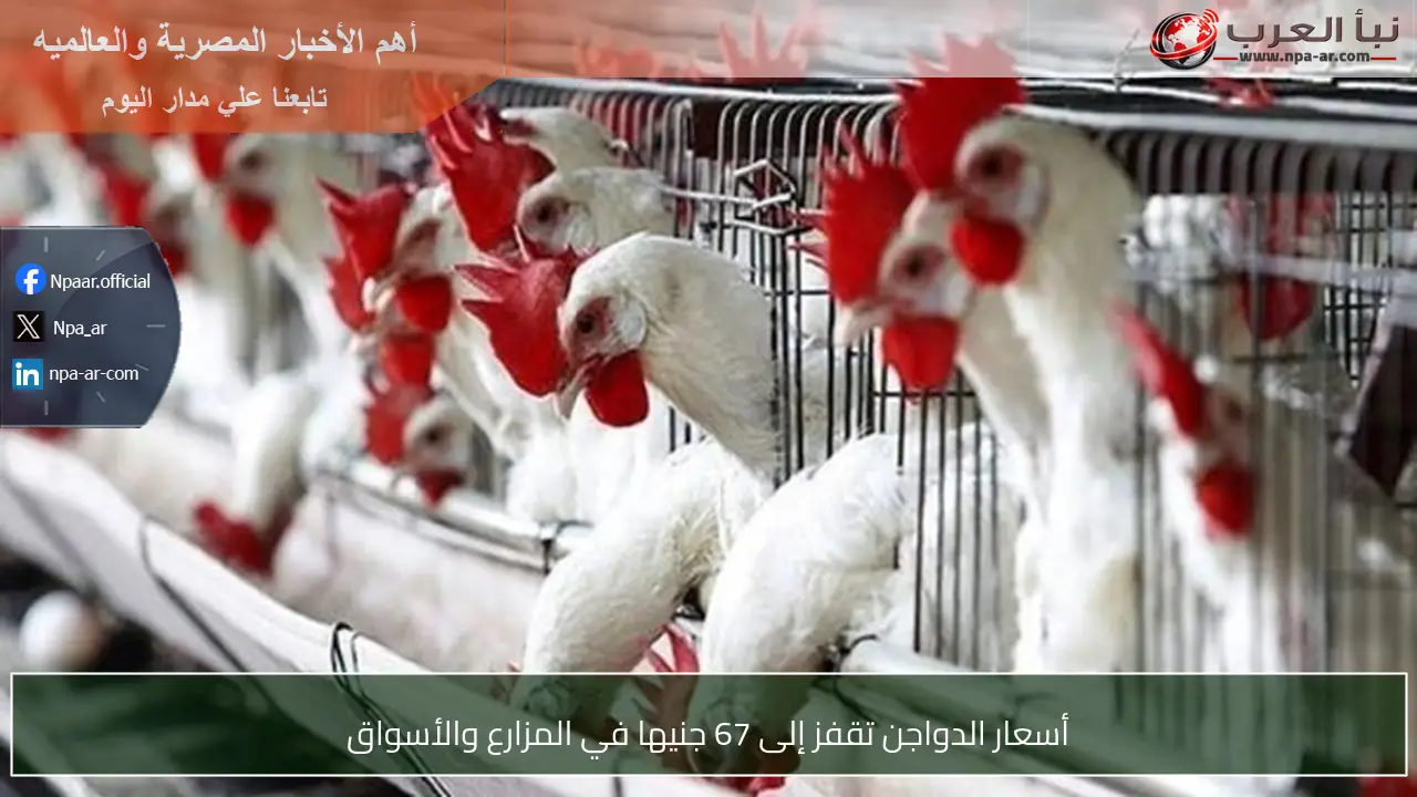 أسعار الدواجن تقفز إلى 67 جنيها في المزارع والأسواق