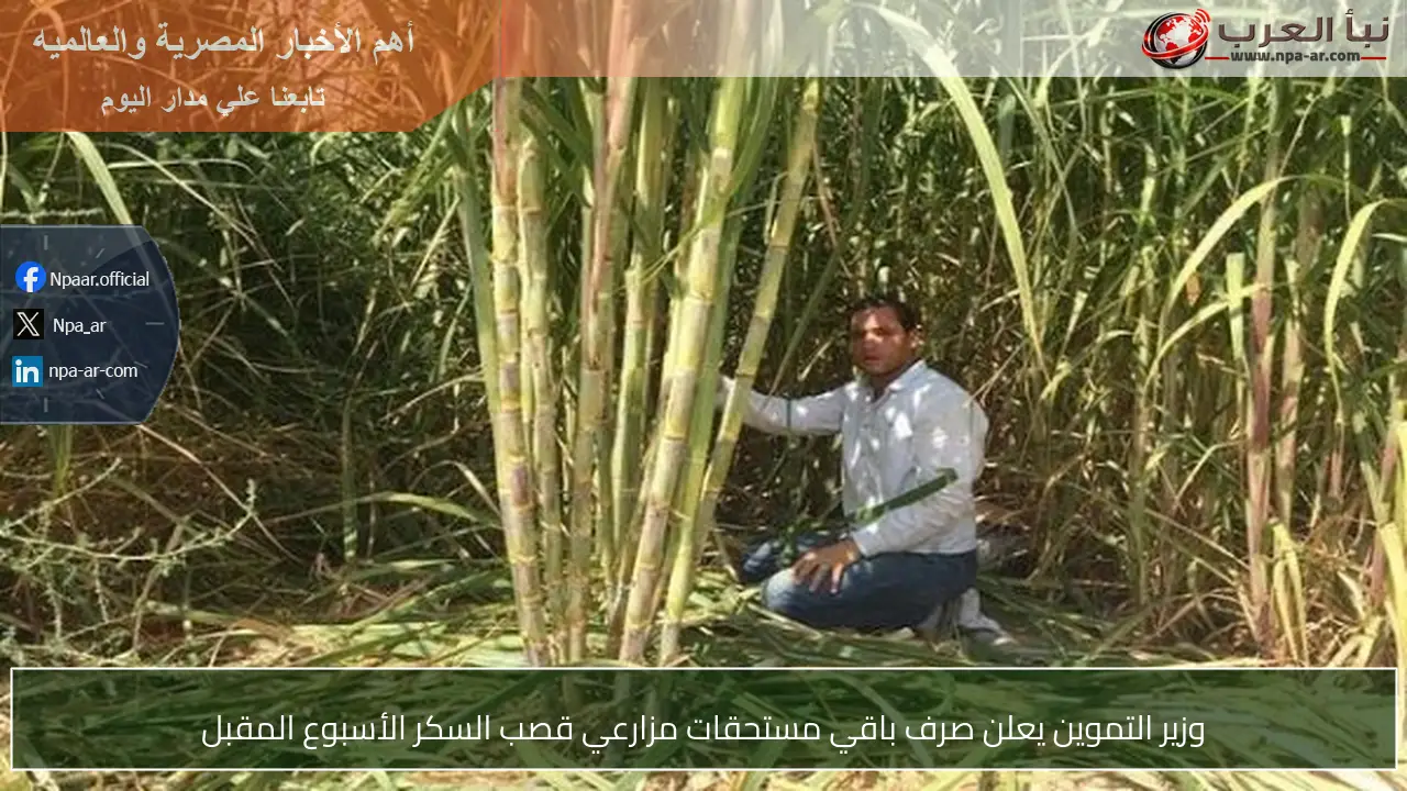 وزير التموين يعلن صرف باقي مستحقات مزارعي قصب السكر الأسبوع المقبل