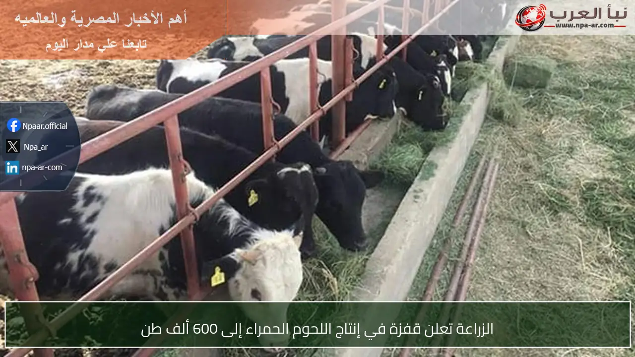 الزراعة تعلن قفزة في إنتاج اللحوم الحمراء إلى 600 ألف طن