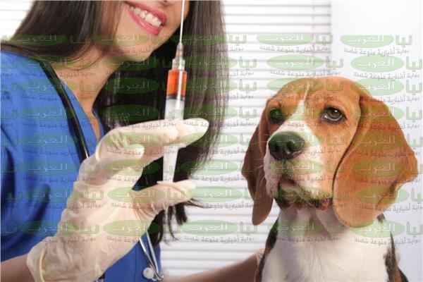 أعراض عضة الكلاب المسعورة خطيرة جداً و طرق العلاج