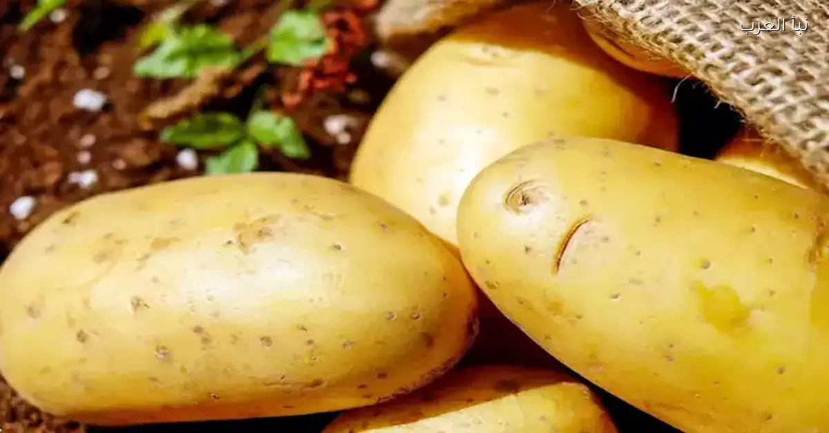 ارتفاع أسعار البطاطس والخضروات في سوق العبور اليوم