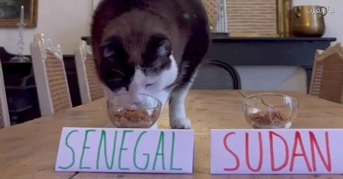 حكاية القط نيمبوس في كأس الأمم الأفريقية وأسرار العرافة