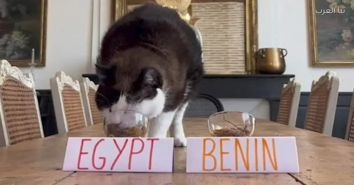 توقعات القط نيمبوس لمباراة مصر وبنين قبل صدام اليوم