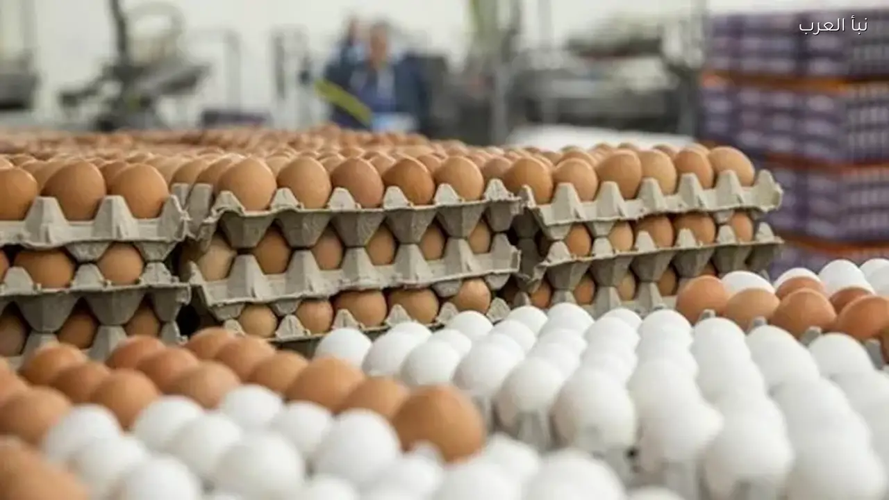 ارتفاع أسعار البيض في الأسواق اليوم السبت