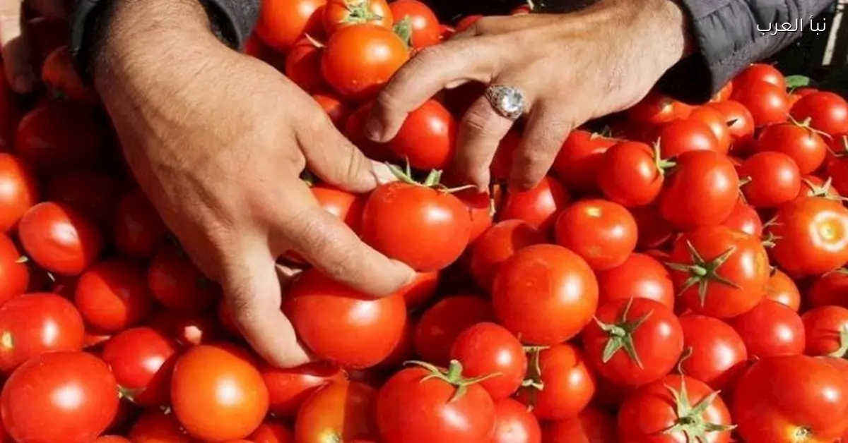 أسعار الخضروات والفاكهة في سوق العبور اليوم تصل إلى عشرة جنيهات لكيلو الطماطم