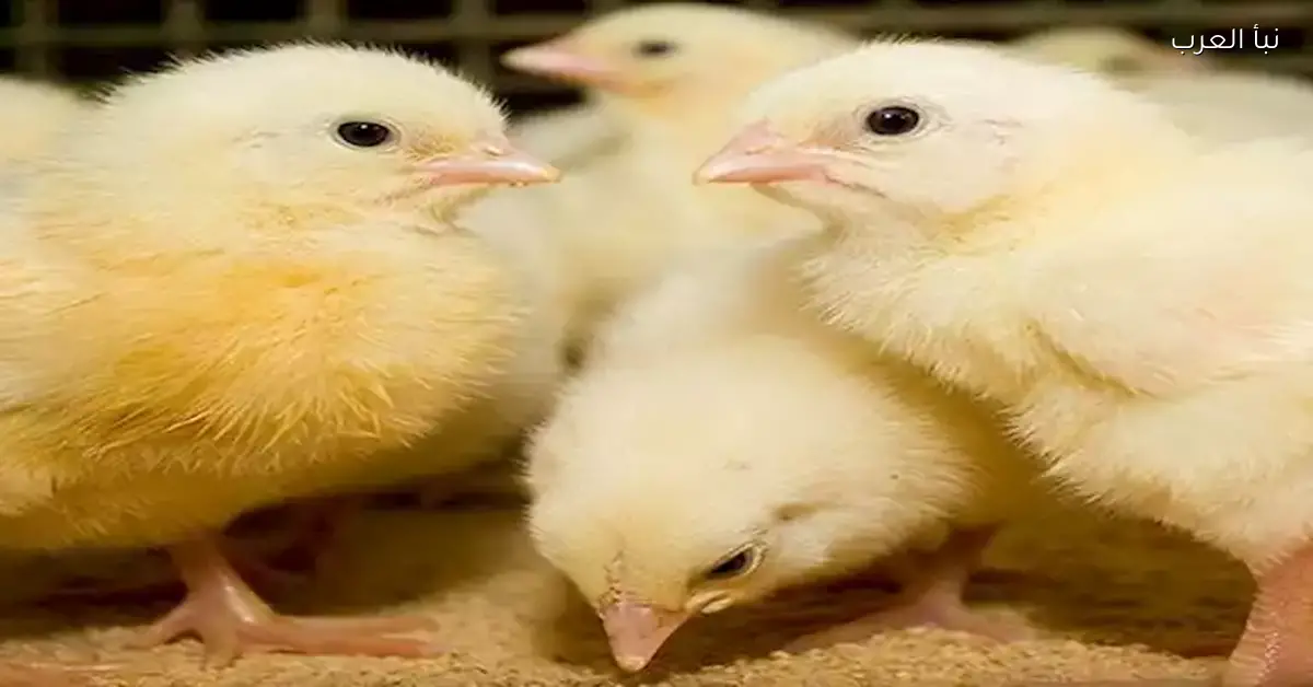 أسعار الكتاكيت والدواجن تنخفض بشكل مفاجئ والسبب وراء ذلك