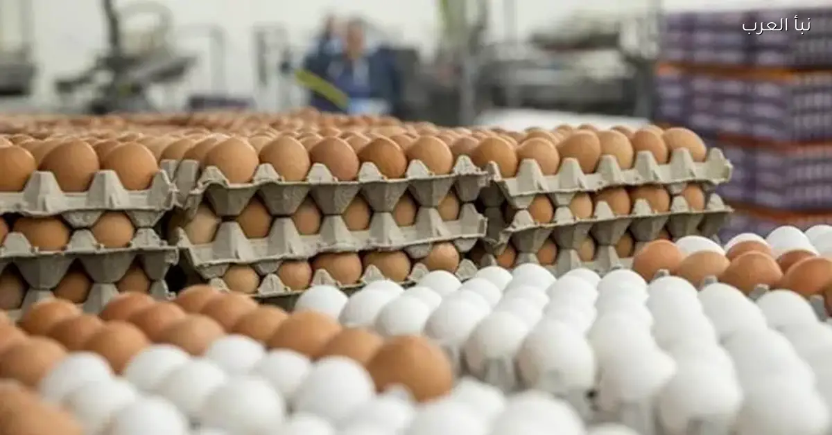 ارتفاع أسعار البيض في الأسواق اليوم الجمعة حسب مصدر رسمي